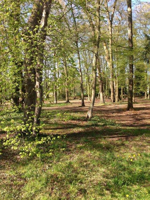 La forêt juste en dehors de ma résidence à Rennes / The forest just outside my apartment in Rennes.